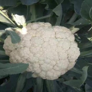 新郑卖耐热花菜苗厂家,荥阳65天早熟花椰菜苗2025