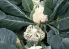新泰卖西兰花苗厂,肥城早熟有机菜花苗批发价格2025