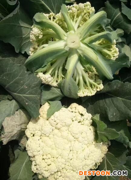 平度有机菜花苗批发厂家,胶南65天早熟花菜苗2025