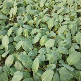宜都哪里卖菜花苗,宜昌松花菜苗\西兰花苗育苗厂2025