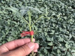 慈溪哪育西红柿苗厂家价格,奉化嫁接番茄苗批发2026