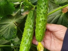 如皋水果黄瓜苗厂家 南通批发无刺小黄瓜苗基地在哪