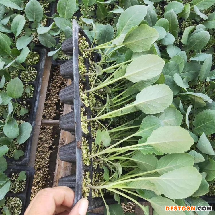 兰山菜花苗育苗厂 2026临沂供应冷棚菜花苗基地