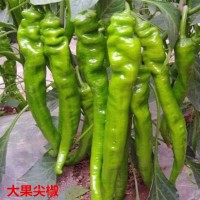 沧州卖螺丝椒苗、线椒苗,青县辣椒苗厂家直发
