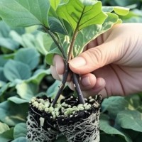 济南线茄苗育苗厂家，嫁接杭茄2010茄子苗供应