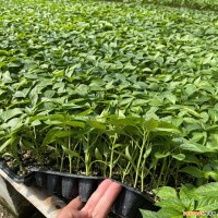 衢州薄皮辣椒苗去哪买，浙江越冬辣椒苗代育价格