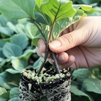 湛江线茄苗育苗厂家，嫁接杭茄2010茄子苗供应