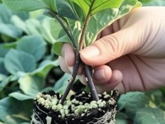 阜阳绿把茄子苗批发，765长茄苗育苗厂在哪