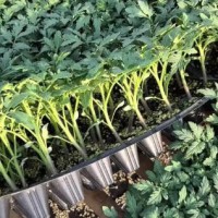 庐江嫁接大粉西红柿苗,怀远育抗死颗番茄种苗厂2026