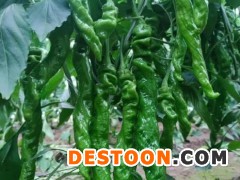 济宁辣椒苗厂家在哪，代育黄绿皮尖椒苗基地价格