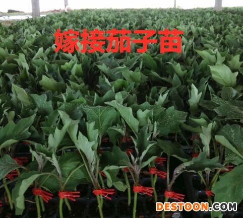 广州嫁接烧烤茄子苗,花都卖长圆茄子苗育苗基地2026
