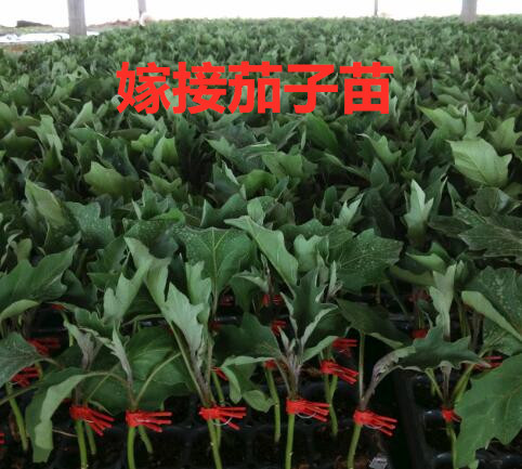 广州嫁接烧烤茄子苗,花都卖长圆茄子苗育苗基地2026