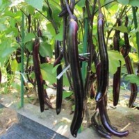 番禺卖长茄子嫁接苗育苗厂,韶关杭茄2010茄子苗
