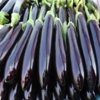 蒙城卖嫁接茄子苗厂家,黄山长茄子苗、紫红线茄苗