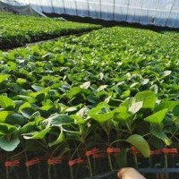 凤翔卖嫁接茄子苗,歧山紫把、绿把长茄子苗厂家2026