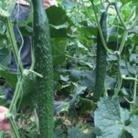 普格卖黄瓜苗育苗基地,布拖越冬茬嫁接黄瓜苗厂2026