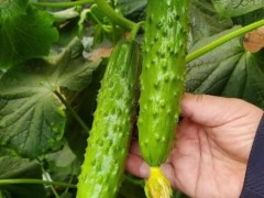 宜城旱黄瓜苗育苗厂,襄樊育大刺旱黄瓜种苗基地在哪?