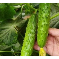 宜城旱黄瓜苗育苗厂，襄樊育大刺旱黄瓜种苗基地在哪？