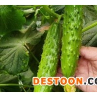 霍林郭勒天骄八号旱黄瓜苗批发，内蒙古育大刺旱黄瓜苗价格