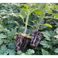 虞城小草莓番茄苗代育，去哪买口感西红柿苗