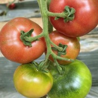 南皮卖草莓番茄苗厂家,泊头酸甜口番茄苗品种2026