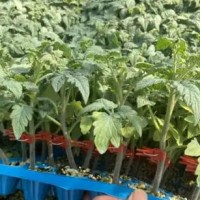 睢县育普罗旺斯西红柿苗,商丘沙瓤口感好吃番茄苗2026