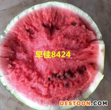 a新疆8424_副本_副本